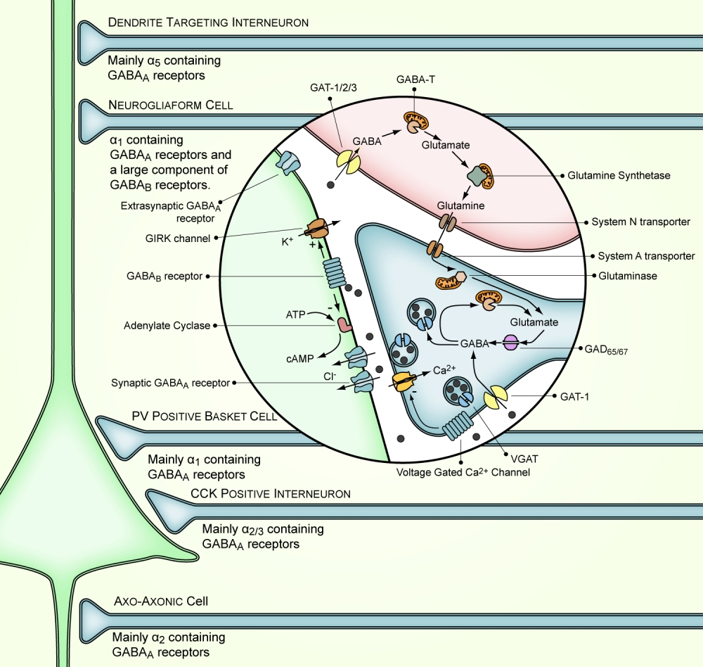 gaba-receptors.jpg gaba-receptors.jpg