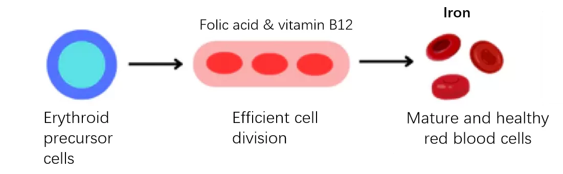 vitamin b crucial for red blood cell production